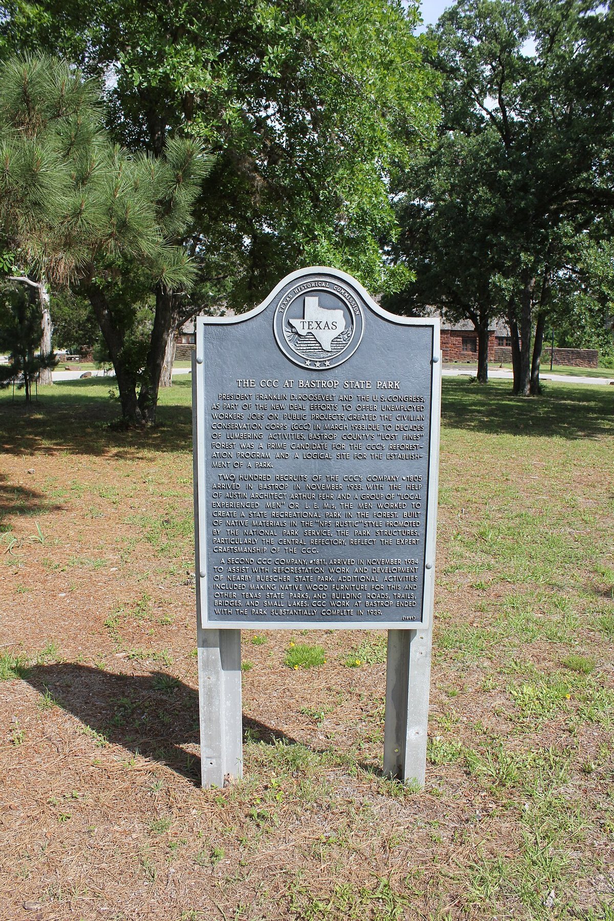 the Lost Pines forest at Bastrop State Park