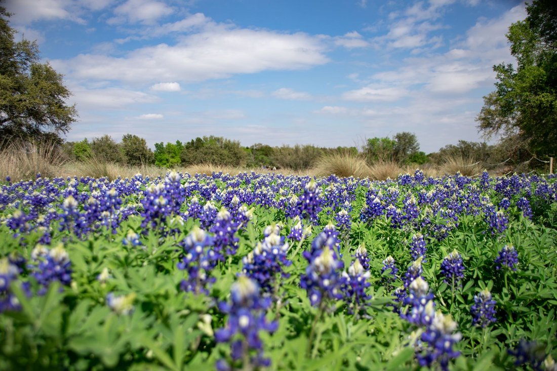 spring things to do in austin
