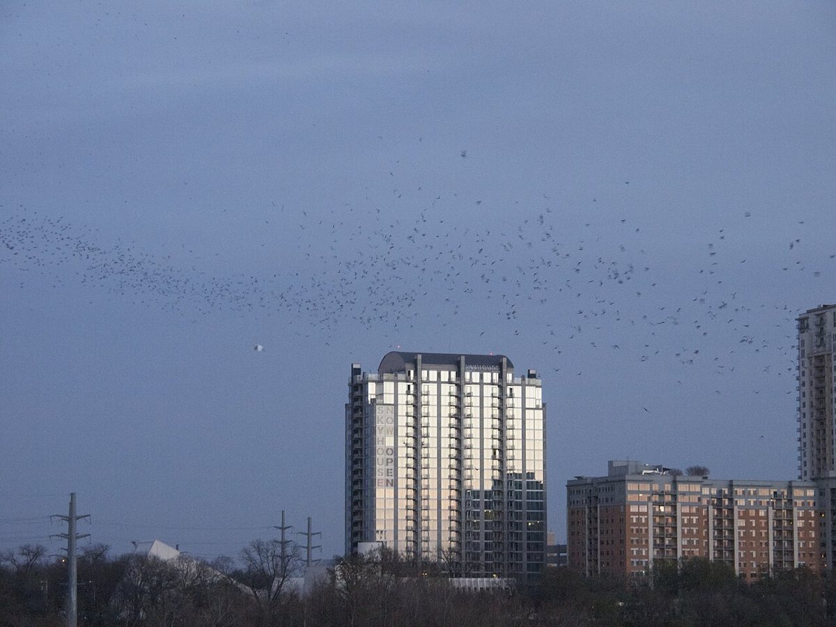 Mexican free-tailed bats emerging from under the Congress Avenue Bridge at dusk